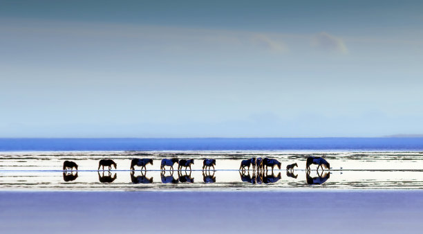 沼泽小马Loughor河口图片下载