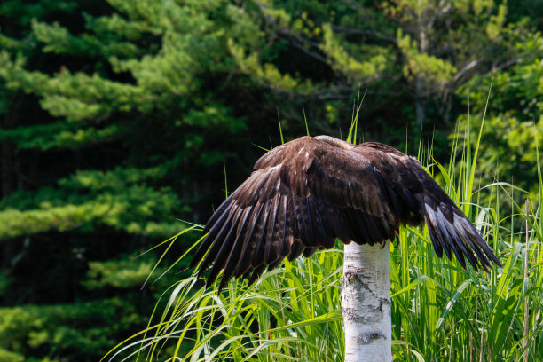 金雕飞翔并降落在一根小栖木上。惊人的飞行鹰照片图片下载