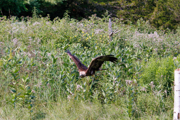金雕飞翔并降落在一根小栖木上。惊人的飞行鹰照片图片下载