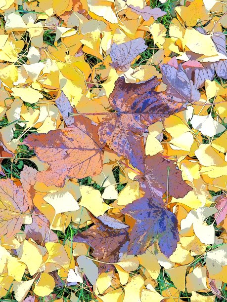 银杏叶和枫树叶躺在地上。黄色，棕色和酒红色的叶子。银杏和枫树。秋天在城市公园或森林。色彩丰富的背景上的主题，印度夏天。图片下载