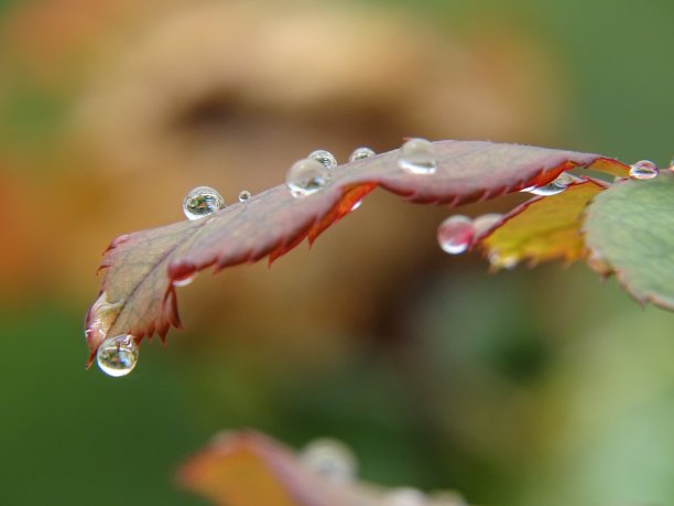 雨滴落在玫瑰的叶子上素材图片
