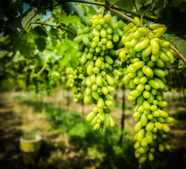 泰国葡萄园夏收图片下载