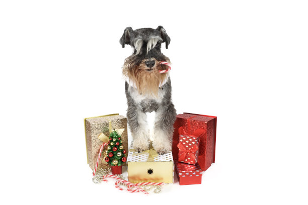 圣诞狗狗图片图片下载