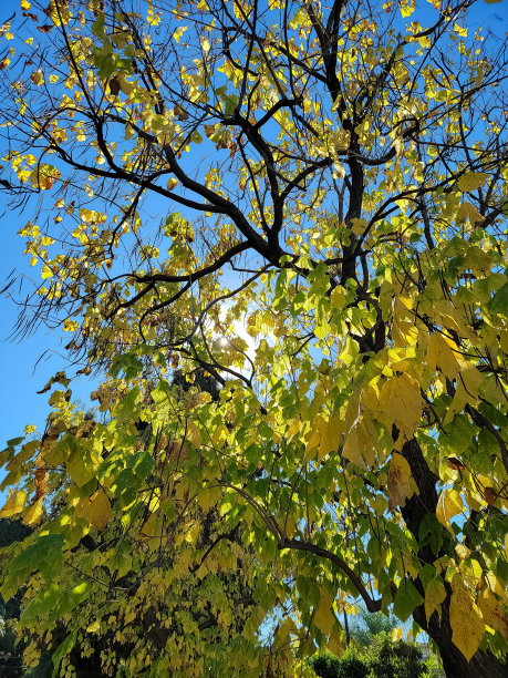 秋天的太阳图片下载