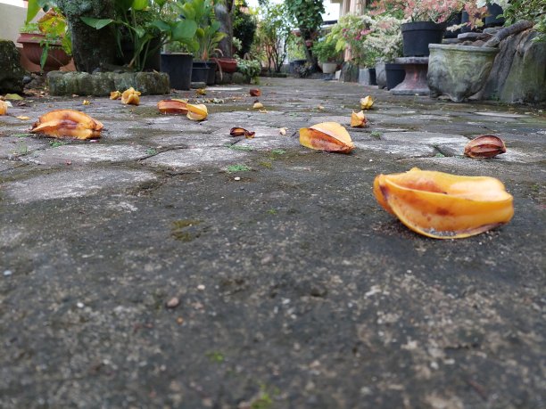 杨桃垃圾图片下载