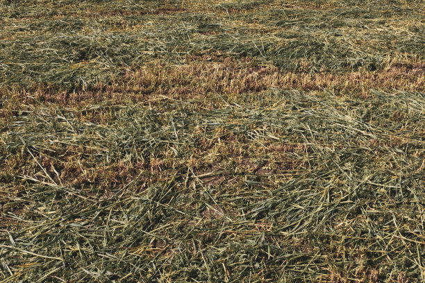 割过的草地。修剪草坪的纹理，背景为张贴，屏幕保护程序，墙纸，明信片，海报，横幅，封面，网站标题。高质量的照片图片下载