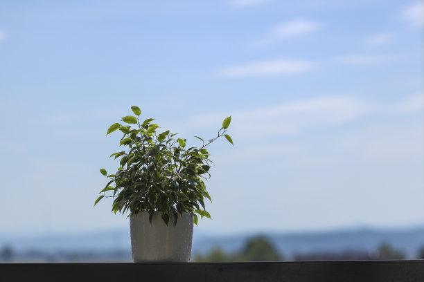在阳台围栏上种植图片下载