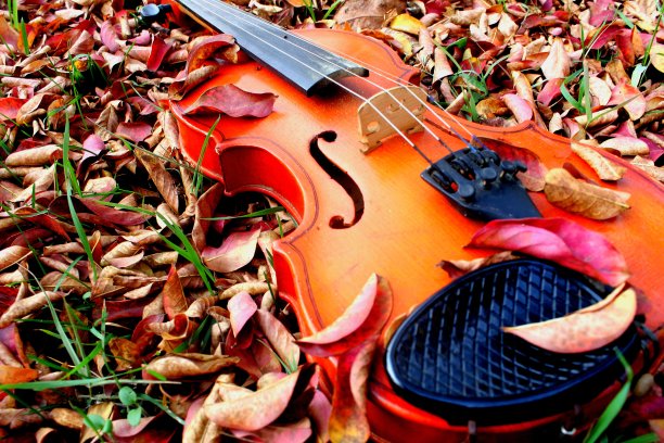 树叶里的古董小提琴图片下载