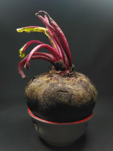 甜菜根图片下载