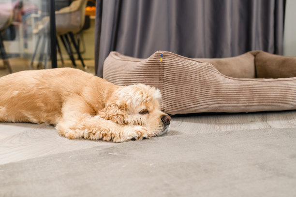 比赛结束后，狗将头枕在爪子上休息图片下载