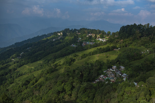 山青谷茶园景观图库照片图片下载