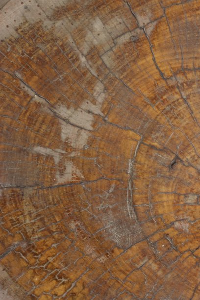 美丽的真实的天然棕色大木树表纹理在泰国的背景使用，拍摄在顶部与树的生命圈的独特图案的照片与空的复制空间图片下载