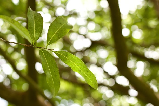 在阳光明媚的日子里，泰国华富里省郊区的房子前院花园的树叶和自然光，在放松和平静的概念下，温暖和舒适的色调照片图片下载