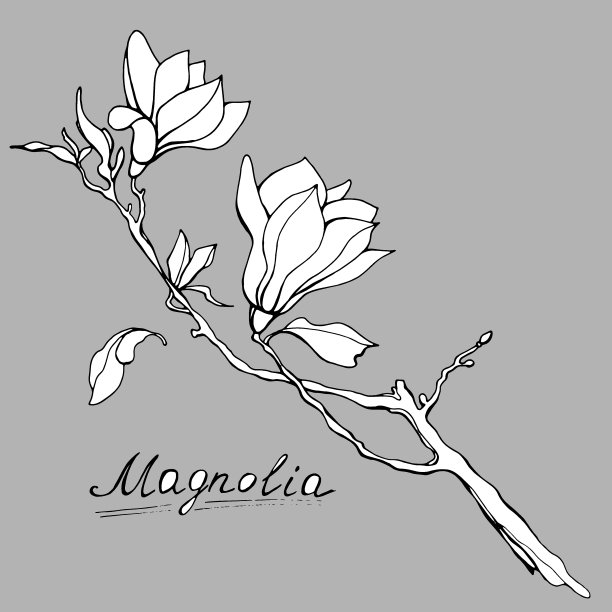 木兰花。手绘插图。向量的剪纸艺术图片下载