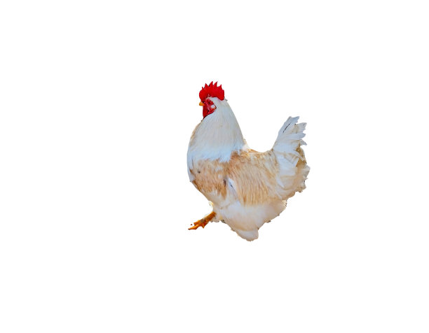 白色的公鸡孤立在白色的背景图片下载