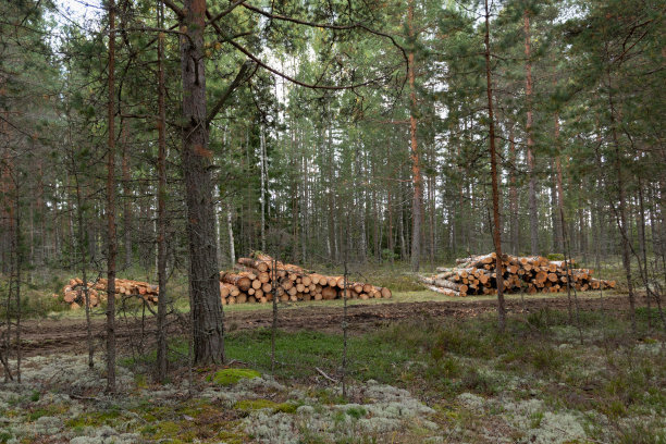 日志记录。锯好的松木堆在森林里图片下载