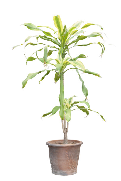 灾难或龙血树在棕色壶孤立在白色的背景。图片下载