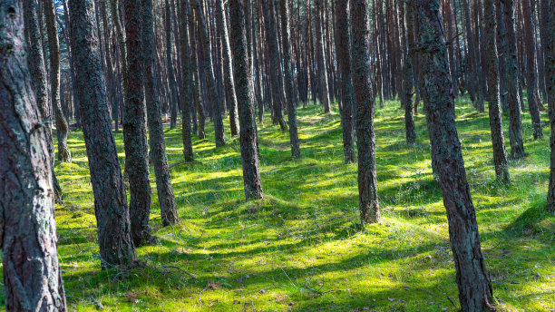 令人难以置信的舞蹈森林在绿色苔藓被阳光照射在库尔尼亚角，加里宁格勒地区，俄罗斯。森林或树林中长满苔藓的松树树干。图片下载