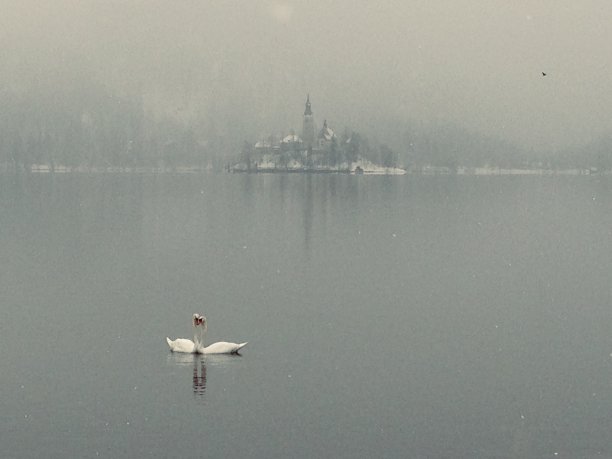 斯洛文尼亚，浪漫的天鹅一起在布莱德湖游泳图片下载