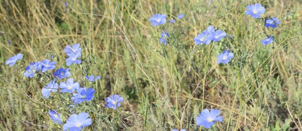夏日草地上美丽的蓝色亚麻花。图片下载