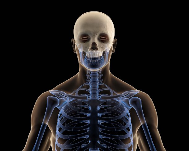 头盖骨在x射线图片下载