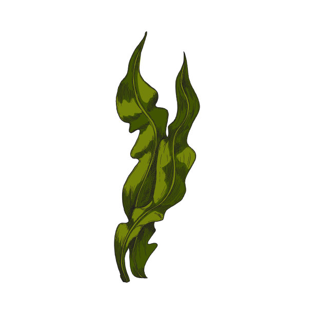 海带海藻长叶草，手绘彩色矢量插图孤立。图片下载