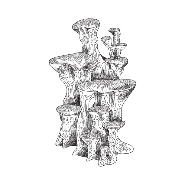 水下珊瑚植物或海藻素描矢量插图孤立在白色。图片下载
