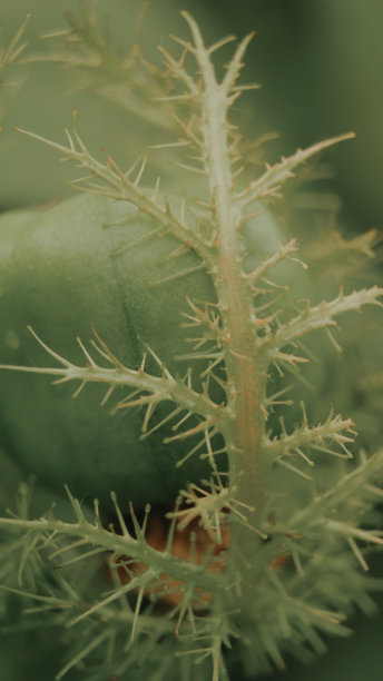 微距摄影图片下载