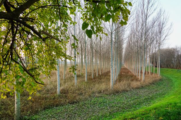 公园里的树，照片图片数码影像图片下载