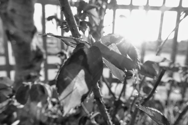 在意大利威尼托的帕多瓦乡村拍摄的马和骑手的照片图片下载