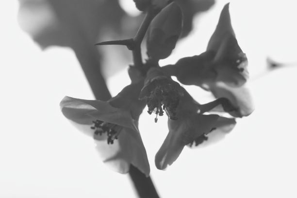 在意大利威尼托的帕多瓦乡村拍摄的骷髅照片图片下载