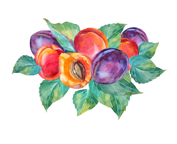 水彩构图杏子和青叶李。红色，黄色，橙色，紫色手绘水果孤立在白色背景上。夏季甜点。剪贴画的菜单，贴纸图片下载