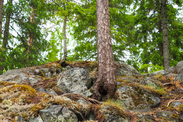 山径视图，岩石景观，底部视图。岩石山上的古老针叶林的树干和根图片下载