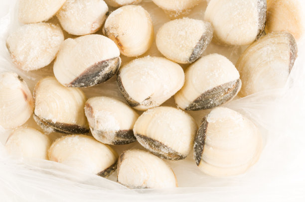 收集各种蛤壳图片下载