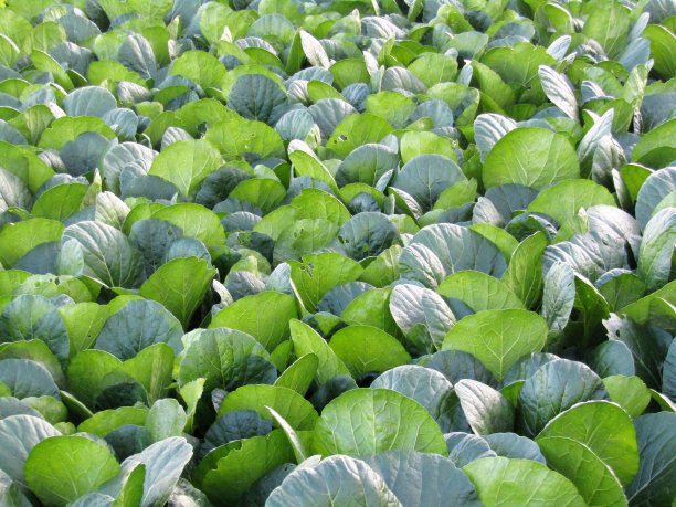 日本。10月底。日落前，地里种着白菜苗。图片下载