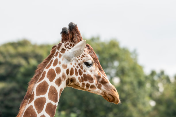 侧面罗斯柴尔德长颈鹿图片下载