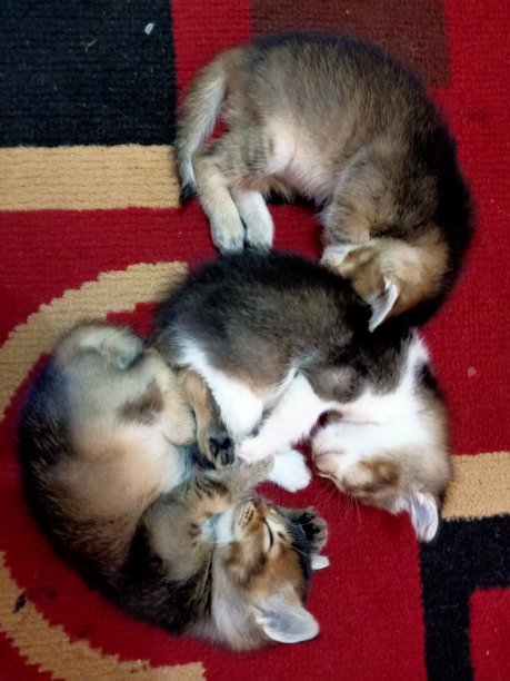 三只猫在睡觉图片下载