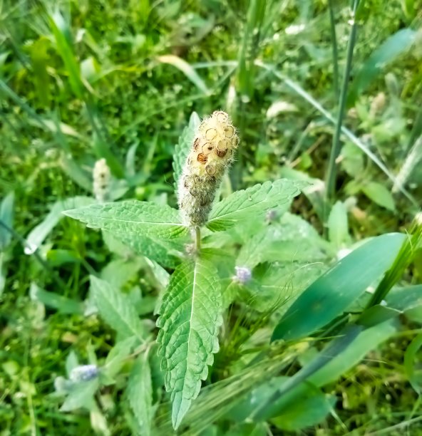 香Ciliata图片下载