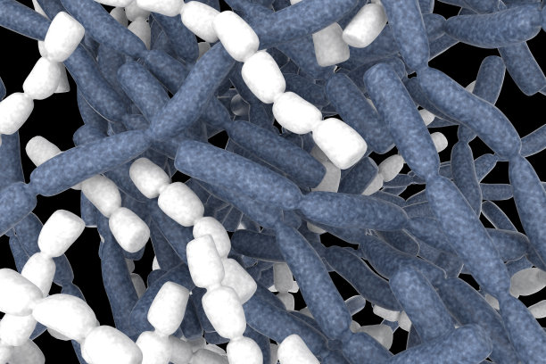 益生菌乳酸杆菌细菌图片下载