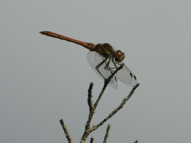 蜻蜓图片下载
