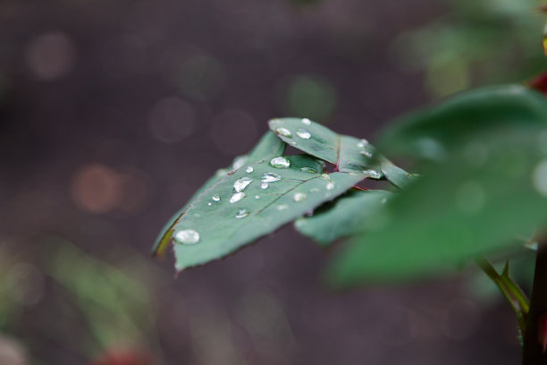 玫瑰绿叶上的水珠图片下载