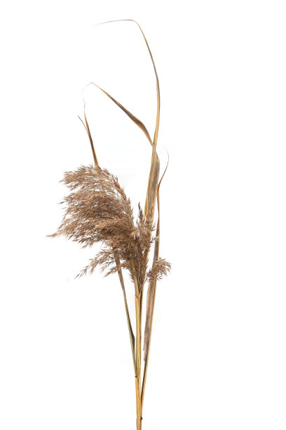 干芦苇孤立在白色背景。图片下载