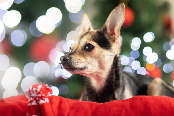 圣诞狗，戴着圣诞帽的小宠物在圣诞树和灯的背景上图片下载