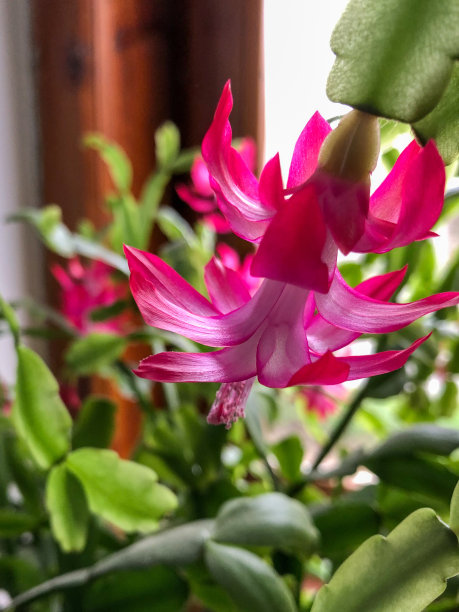 盛开的圣诞仙人掌或感恩节仙人掌图片下载