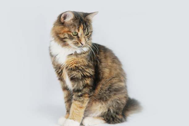 白色背景上一只灰色猫的肖像特写图片下载