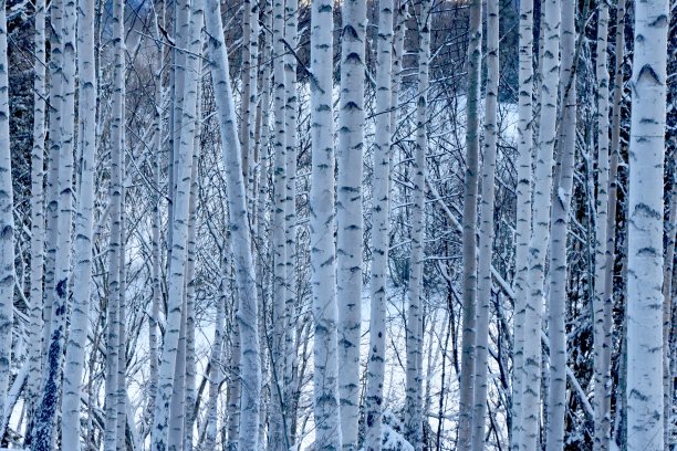 白霜冻结窗口图片下载