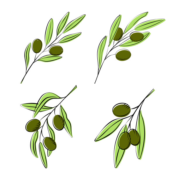 素描风格的橄榄枝图片下载