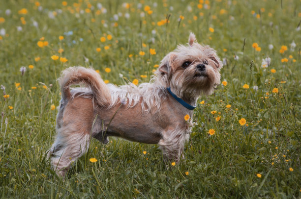 约克郡犬站在开花的草地上图片下载