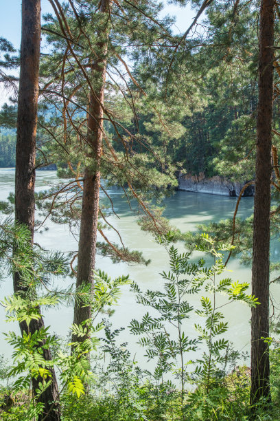 山脉河流背景上的树木图片下载