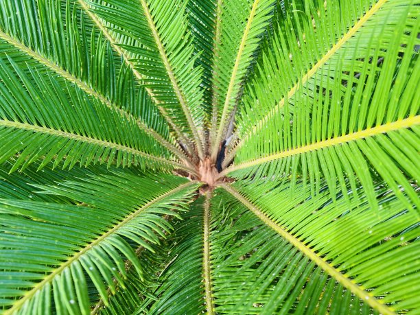 俯视图棕榈叶孤立的背景图片下载